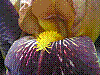 flora315.jpg