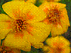 flora316.jpg
