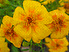 flora317.jpg
