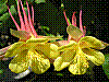 flora318.jpg