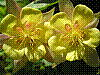 flora319.jpg