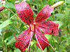 flora32.jpg
