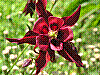 flora320.jpg