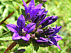 flora322.jpg