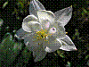 flora323.jpg