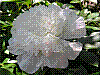 flora324.jpg