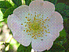 flora325.jpg
