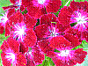 flora326.jpg