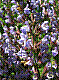 flora327.jpg