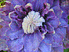 flora328.jpg