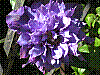 flora329.jpg