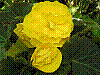 flora33.jpg