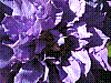 flora330.jpg