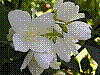 flora331.jpg
