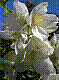 flora332.jpg