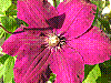 flora333.jpg