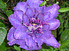 flora334.jpg