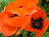 flora335.jpg