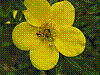 flora336.jpg