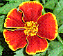 flora337.jpg