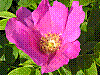 flora338.jpg