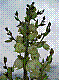 flora339.jpg