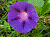 flora34.jpg