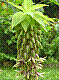 flora340.jpg
