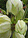 flora341.jpg