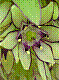 flora342.jpg