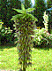 flora343.jpg