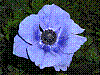 flora345.jpg