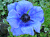 flora346.jpg