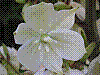 flora347.jpg