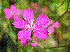 flora348.jpg
