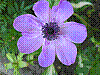 flora349.jpg