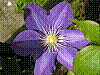 flora35.jpg