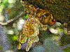 flora350.jpg