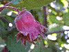 flora352.jpg
