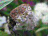 flora353.jpg