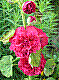 flora354.jpg