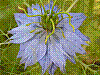 flora355.jpg