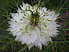 flora356.jpg