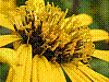 flora357.jpg