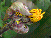 flora358.jpg