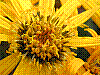 flora359.jpg