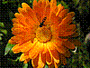 flora36.jpg