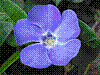 flora360.jpg