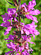 flora361.jpg