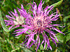 flora362.jpg
